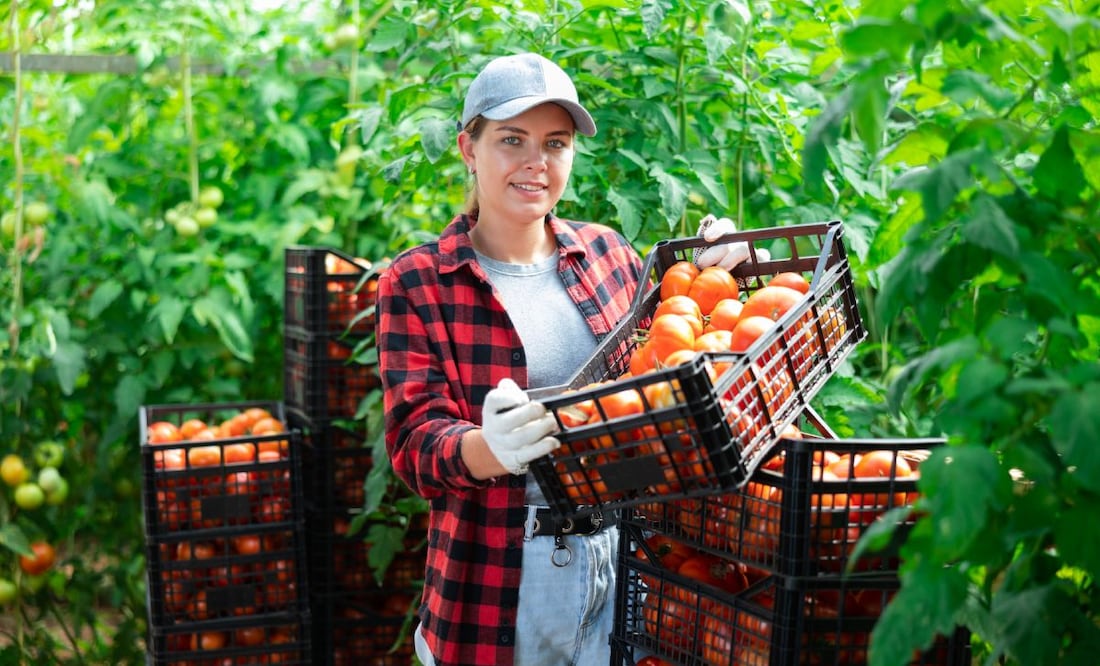 Trabajo para mexicanos con primaria en la cosecha de tomate en Estados Unidos. Foto: iStock / JackF