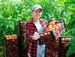 Vacante de trabajo en Estados Unidos para cosechar tomate con sueldo de $35,000 pesos