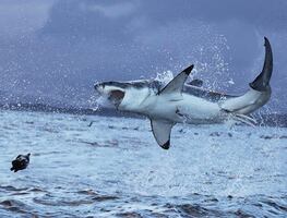 Enorme tiburón blanco visto en costa Nueva Jersey en ruta al norte por comida