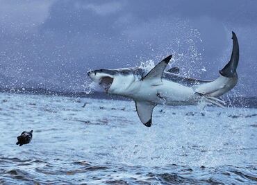 Enorme tiburón blanco visto en costa Nueva Jersey en ruta al norte por comida