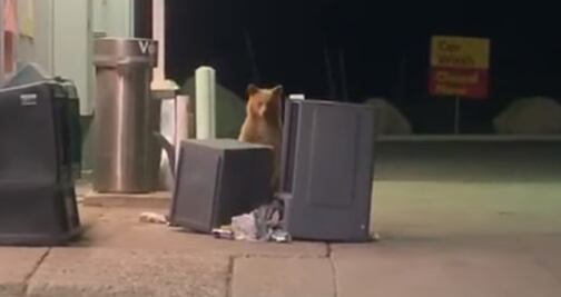 Video. Oso “juega a las escondidas” con policía en California 