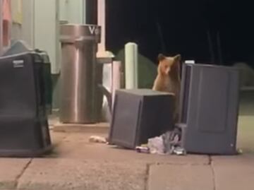 Video. Oso “juega a las escondidas” con policía en California