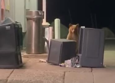 Video. Oso “juega a las escondidas” con policía en California