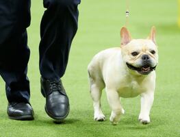 El Bulldog francés, el perro más popular del año en Estados Unidos. ¿Está tu raza favorita en la lista?