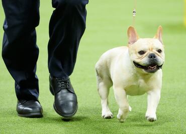 El Bulldog francés, el perro más popular del año en Estados Unidos. ¿Está tu raza favorita en la lista?