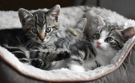 Acusan a hombre de torturar y matar a sus gatitos en Texas