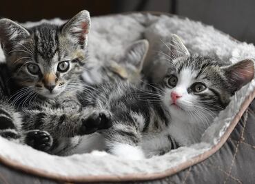 Acusan a hombre de torturar y matar a sus gatitos en Texas