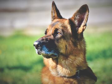 Las razas de perros más inteligentes, según American Kennel Club