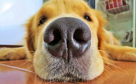 Las razas de perros más inteligentes y cariñosas del mundo 