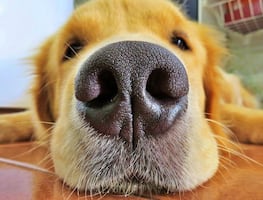 Las razas de perros más inteligentes y cariñosas del mundo