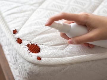 ¿Cómo eliminar chinches con bicarbonato y vinagre? ¿Qué enfermedades transmiten?