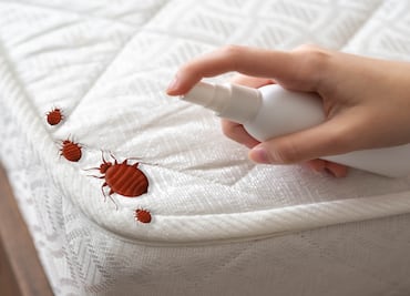 ¿Cómo eliminar chinches con bicarbonato y vinagre? ¿Qué enfermedades transmiten?