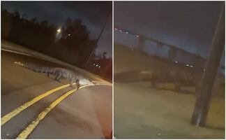 Motociclistas chocan contra caimán en plena autopista de Florida; ambos hospitalizados