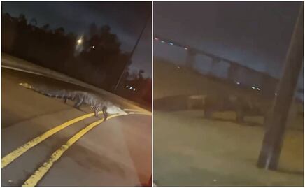Video. Enorme caimán sorprende a conductor en carretera de Louisiana