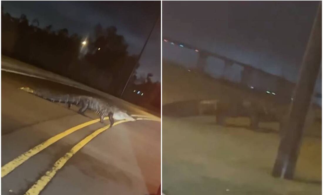El caimán fue visto en la carretera mientras anochecía. Foto tomada de video