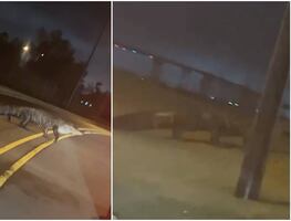 Video. Enorme caimán sorprende a conductor en carretera de Louisiana