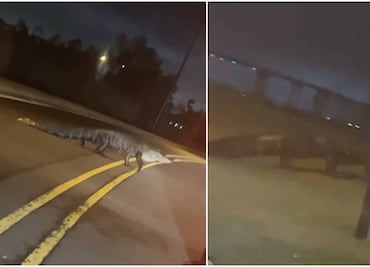 Motociclistas chocan contra caimán en plena autopista de Florida; ambos hospitalizados