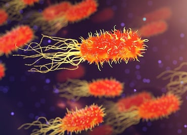 Melioidosis: un 'extraña' enfermedad del sur de Asia llega a EU