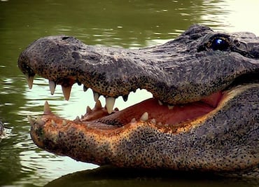 Los mejores lugares para ver cocodrilos en Florida