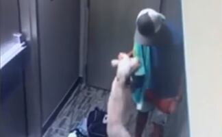 Graban a CEO de empresa maltratando a perro en California