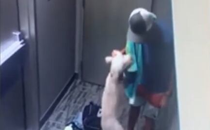 Graban a CEO de empresa maltratando a perro en California