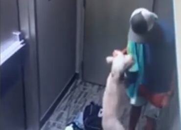 Graban a CEO de empresa maltratando a perro en California