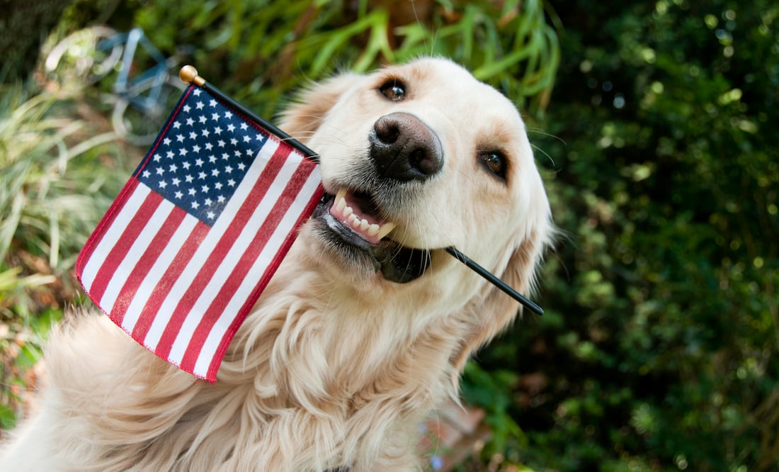 Nuevas reglas para viajar a Estados Unidos con perritos, según los CDC. iStock/Mhuett