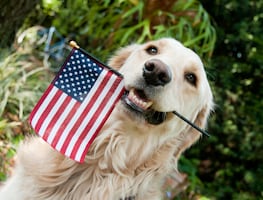 ¿Viajarás a Estados Unidos con tu perro? Los CDC emiten nuevas reglas, conócelas