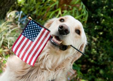 ¿Viajarás a Estados Unidos con tu perro? Los CDC emiten nuevas reglas, conócelas