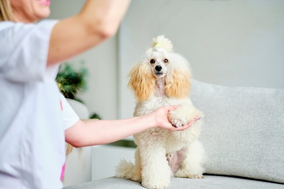 Poodle o Caniche. Foto: iSTOCK-Ihar Halavach