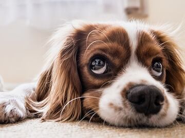 “Ojos de cachorro”, una evolución muscular que manipula a los humanos