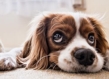 “Ojos de cachorro”, una evolución muscular que manipula a los humanos