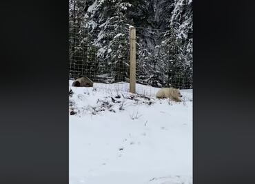 Video. Captan raro oso grizzly blanco en parque nacional de Canadá