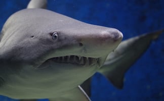 De película, surfista es atacado por tiburón en playas de Oregón