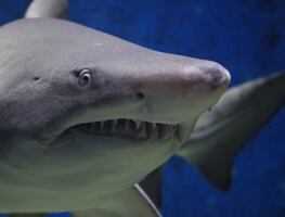 De película, surfista es atacado por tiburón en playas de Oregón