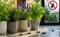 ¿Hay cucarachas en tu casa? Estas 5 plantas las ahuyentan de forma natural y evitan que entren a tu hogar