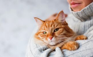 ¡Trabajo soñado! Empresa paga hasta $10 mil dólares por abrazar gatos