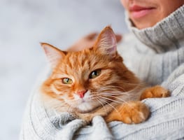 ¡Trabajo soñado! Empresa paga hasta $10 mil dólares por abrazar gatos