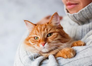 ¡Trabajo soñado! Empresa paga hasta $10 mil dólares por abrazar gatos