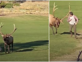 Video. Alce toro ataca a turista que lo fotografiaba en parque de Colorado