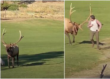Video. Alce toro ataca a turista que lo fotografiaba en parque de Colorado