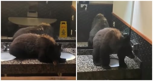 Video. Sorprende osezno dentro de baño en hotel de Montana