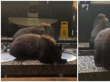 Video. Sorprende osezno dentro de baño en hotel de Montana