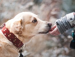 Vinculan collar antipulgas con muertes de cientos de perros y gatos