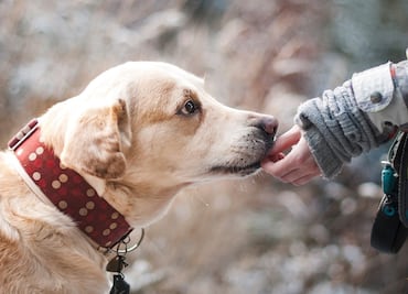 Vinculan collar antipulgas con muertes de cientos de perros y gatos