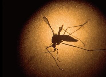 Nueva cepa de zika en Brasil puede causar otra epidemia