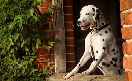 8 razas de perros que no son aptas para vivir en departamentos