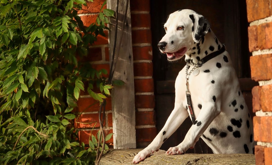Perros no aptos para departamentos. Foto: iStock-Chloe Mellor