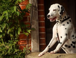 8 razas de perros que no son aptas para vivir en departamentos