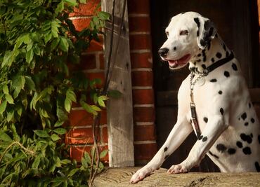 8 razas de perros que no son aptas para vivir en departamentos